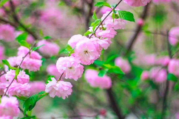 Cherry Blossom Garden — Stock Photo, Image