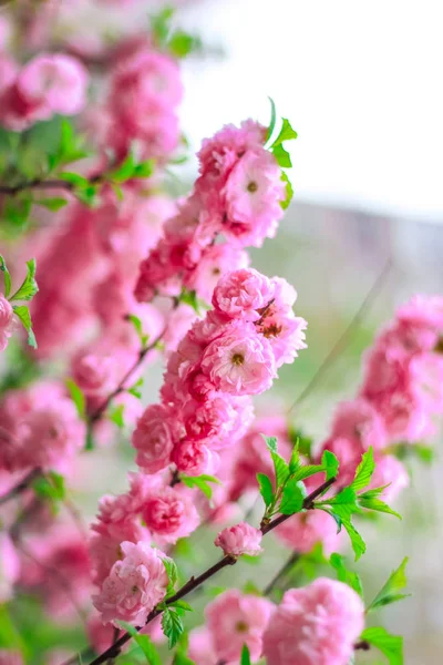 Cherry Blossom Garden — Stock Photo, Image