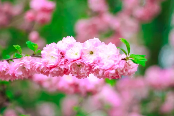 Цветок Вишни Саду — стоковое фото