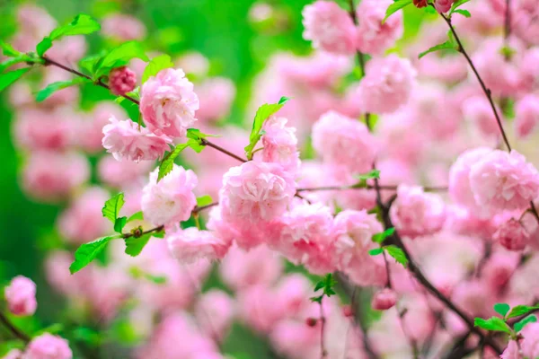 Cherry Blossom Garden — Stock Photo, Image