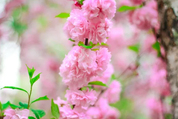 Kirschblüte Garten — Stockfoto