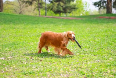 Yavru horoz İspanyol insanın en iyi dostu