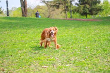Yavru horoz İspanyol insanın en iyi dostu