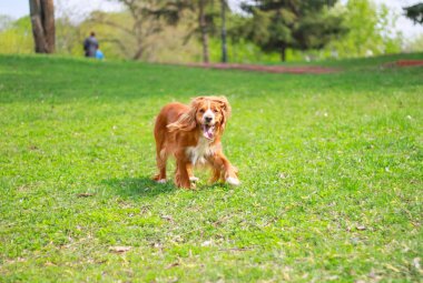 Yavru horoz İspanyol insanın en iyi dostu