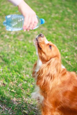 Yavru horoz İspanyol insanın en iyi dostu