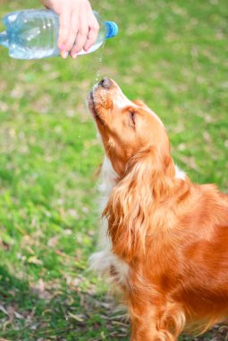 Yavru horoz İspanyol insanın en iyi dostu