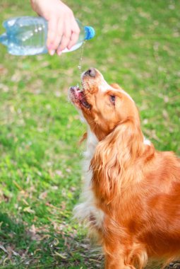 Yavru horoz İspanyol insanın en iyi dostu