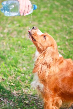 Yavru horoz İspanyol insanın en iyi dostu