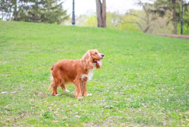 Yavru horoz İspanyol insanın en iyi dostu