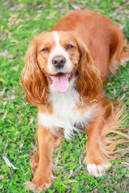 Yavru horoz İspanyol insanın en iyi dostu