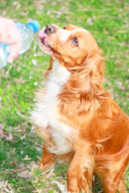 Yavru horoz İspanyol insanın en iyi dostu