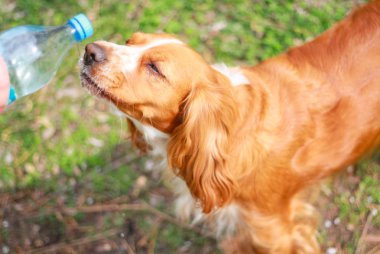 Yavru horoz İspanyol insanın en iyi dostu