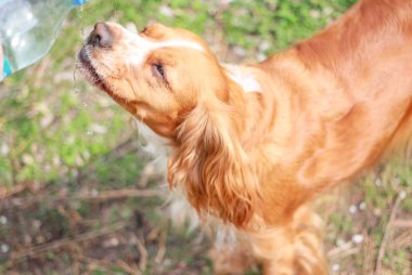 Yavru horoz İspanyol insanın en iyi dostu