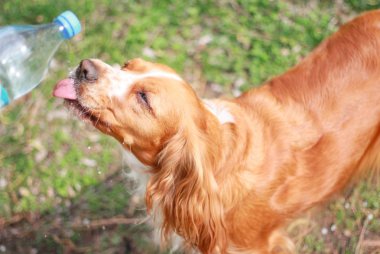 Yavru horoz İspanyol insanın en iyi dostu
