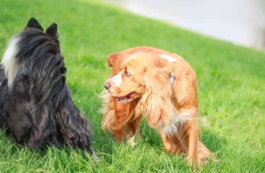 Yavru horoz İspanyol insanın en iyi dostu