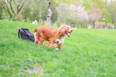 Yavru horoz İspanyol insanın en iyi dostu