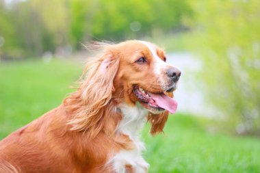 Yavru horoz İspanyol insanın en iyi dostu