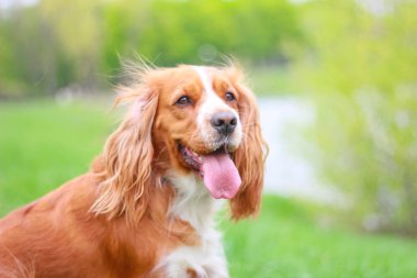 Yavru horoz İspanyol insanın en iyi dostu