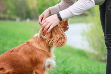 Spaniels insanın en iyi dostu yavru