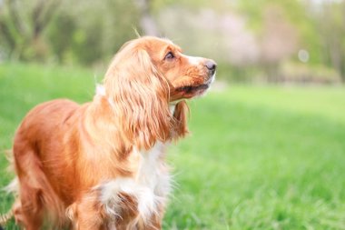 Spaniels insanın en iyi dostu yavru