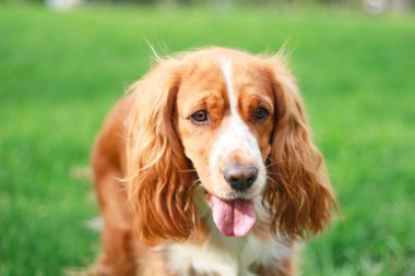 Spaniels insanın en iyi dostu yavru