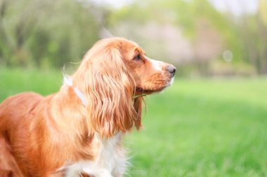 Spaniels insanın en iyi dostu yavru