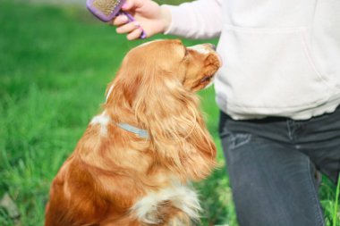 Spaniels insanın en iyi dostu yavru