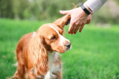 Spaniels insanın en iyi dostu yavru