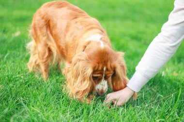 Spaniels insanın en iyi dostu yavru