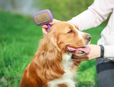 Spaniels insanın en iyi dostu yavru