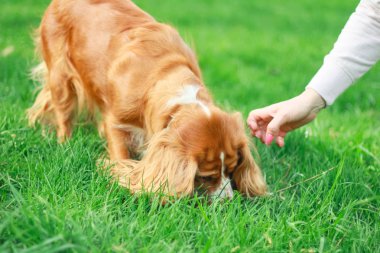 Spaniels insanın en iyi dostu yavru