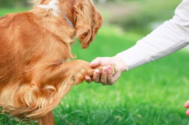 Spaniels insanın en iyi dostu yavru