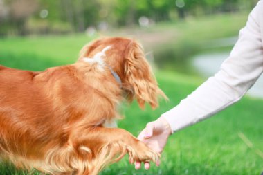 Spaniels insanın en iyi dostu yavru