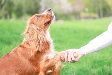 Spaniels insanın en iyi dostu yavru