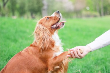 Spaniels insanın en iyi dostu yavru