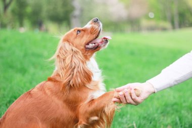 Spaniels insanın en iyi dostu yavru