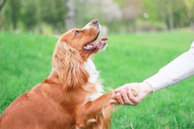 Spaniels insanın en iyi dostu yavru
