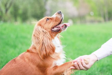 Spaniels insanın en iyi dostu yavru