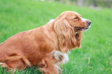 Spaniels insanın en iyi dostu yavru