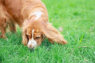 Spaniels insanın en iyi dostu yavru