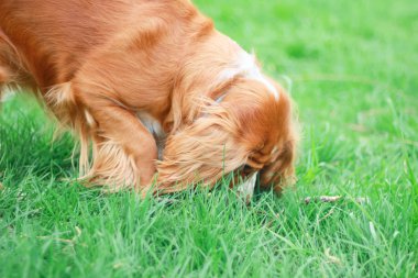 Spaniels insanın en iyi dostu yavru