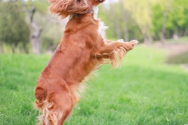 Spaniels insanın en iyi dostu yavru