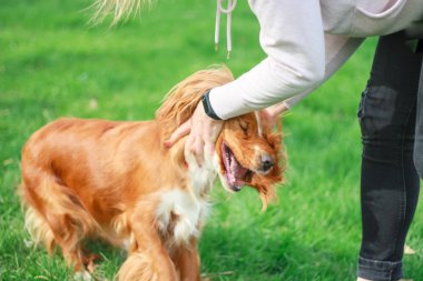 Spaniels insanın en iyi dostu yavru