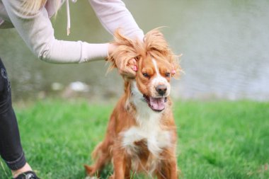 Spaniels insanın en iyi dostu yavru
