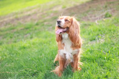 Spaniels insanın en iyi dostu yavru