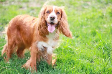 Spaniels insanın en iyi dostu yavru