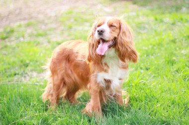 Spaniels insanın en iyi dostu yavru