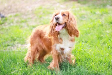 Spaniels insanın en iyi dostu yavru