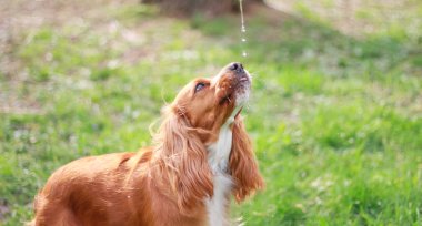 Spaniels insanın en iyi dostu yavru