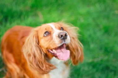 Spaniels insanın en iyi dostu yavru